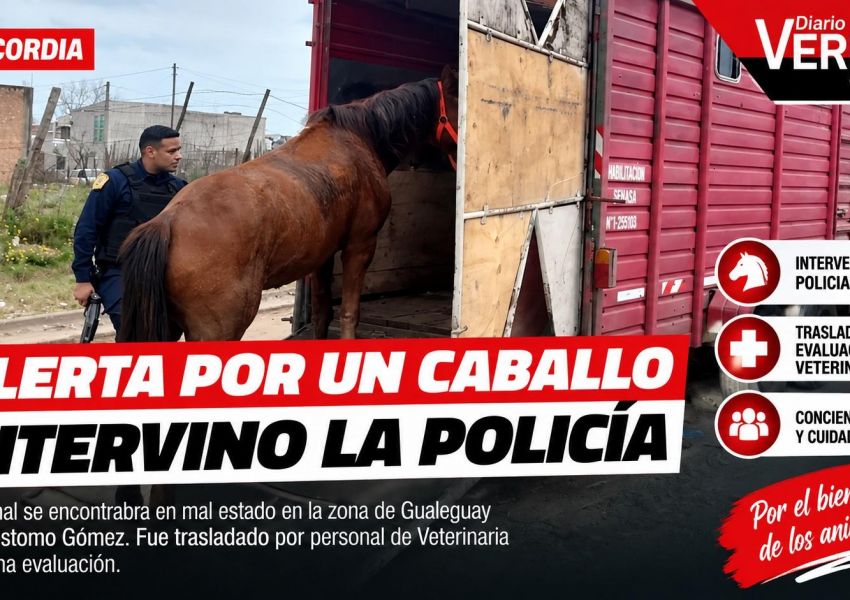 Alerta por un caballo en mal estado en Concordia: intervino la Policía y fue trasladado para su evaluación