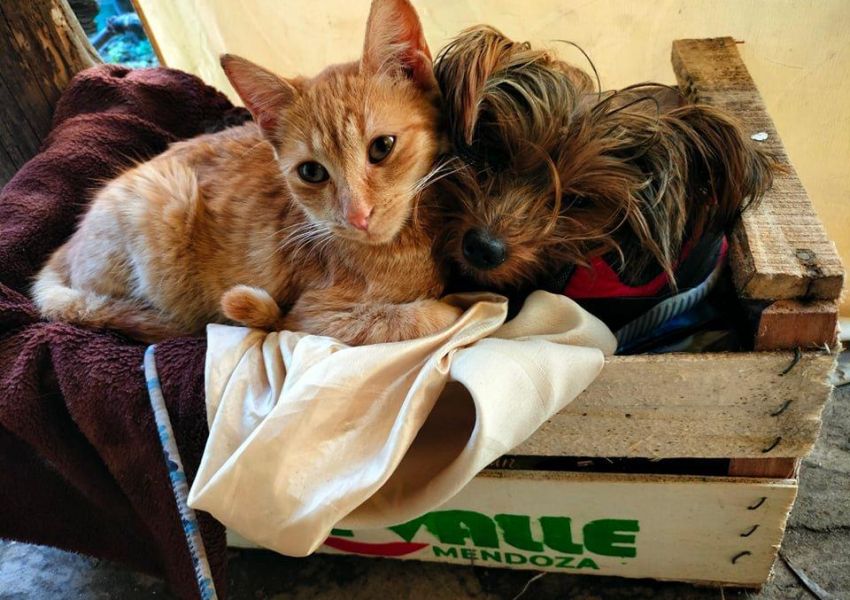 Concordia tendrá un festival solidario por el Día del Animal a beneficio de perros rescatados