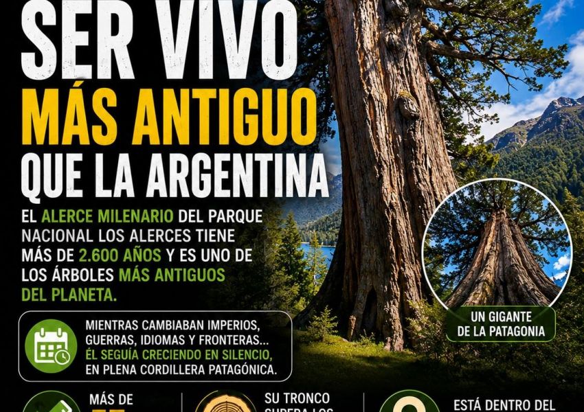 El árbol más antiguo de Argentina está en Chubut y tiene más de 2.600 años