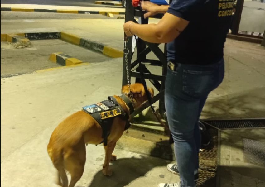 El infalible olfato de «Mali»: la pieza clave para incautar casi 8 kilos de droga en el acceso sur de Concordia