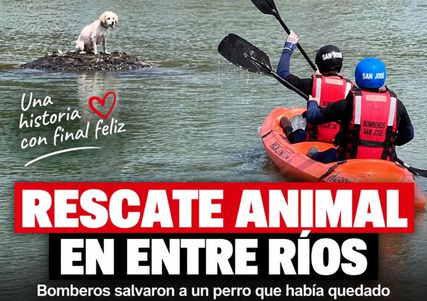 Final feliz en Entre Ríos: bomberos rescataron a un perro atrapado en medio de una pileta