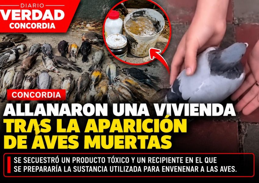 Hallaron cerca de 30 aves muertas en Concordia: allanaron una vivienda y secuestraron una sustancia tóxica