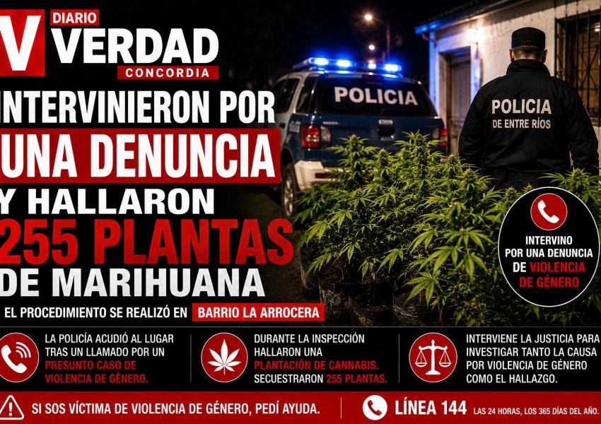Intervinieron por una denuncia de violencia de género y secuestraron 255 plantas de marihuana en Concordia