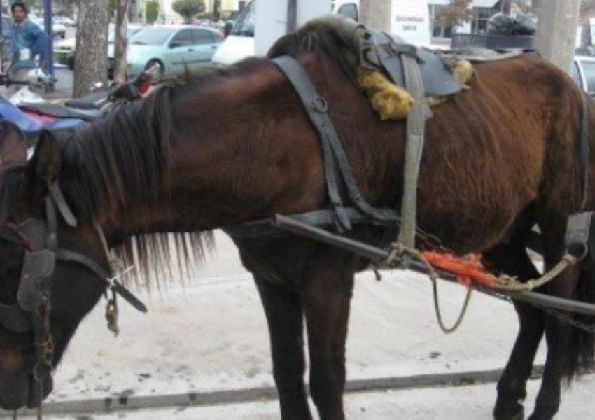 Polémica: empezaron a vender carne de burro en las carnicerías argentinas a un 'precio accesible'