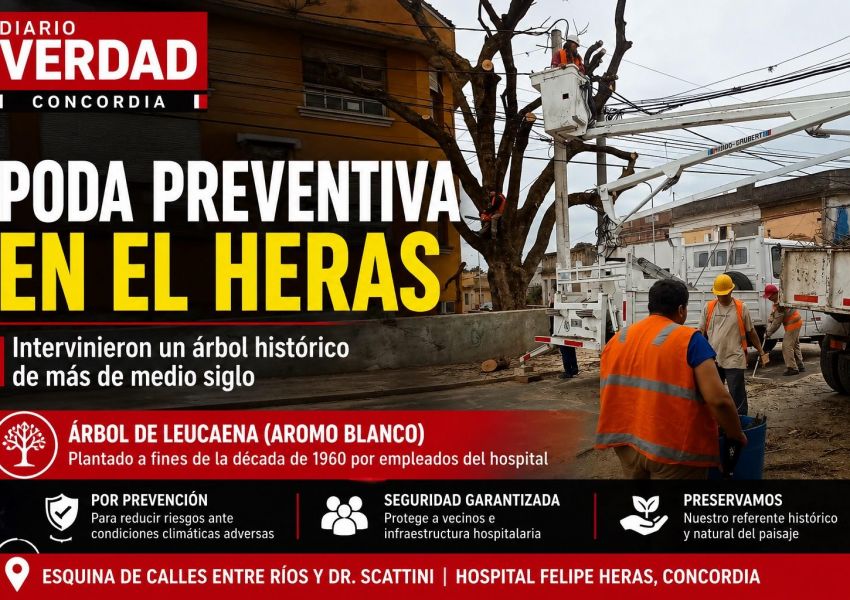Por prevención, podaron un árbol de más de 60 años junto al Hospital Felipe Heras