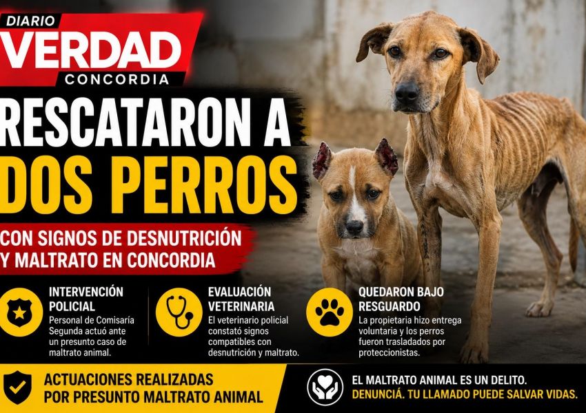 Rescataron a dos perros con signos de desnutrición y maltrato en Concordia