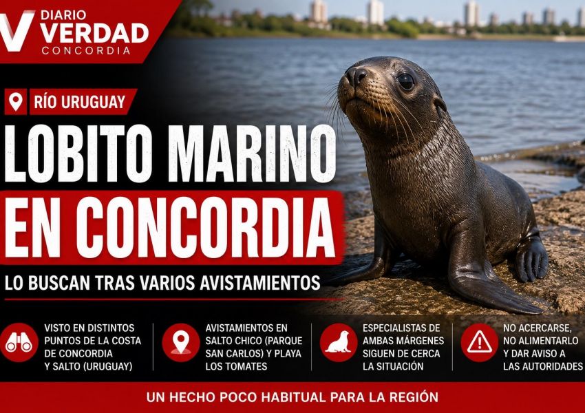 Sorpresa en el río Uruguay: buscan a un cachorro de lobo marino visto frente a Concordia