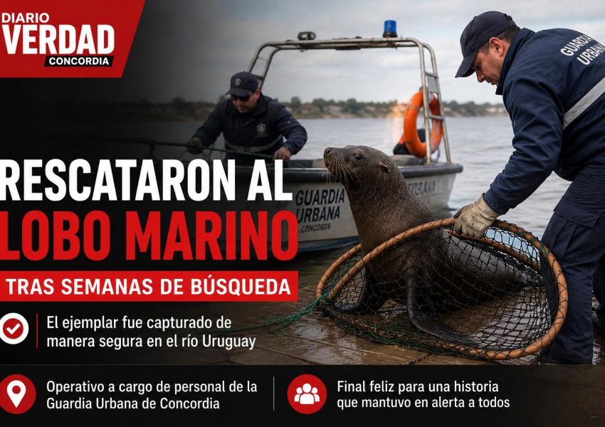 Tras semanas de búsqueda, rescataron al lobo marino que apareció en el río Uruguay